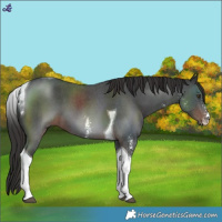 Horse Color:Liver Chestnut Sabino Tobiano 