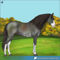 Horse Color:Liver Chestnut Sabino Splash 