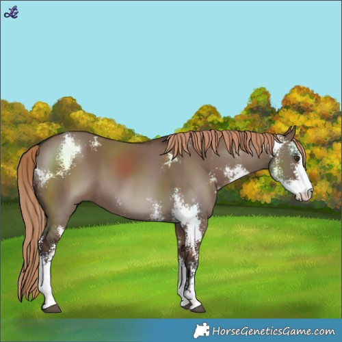 Horse Color:Liver Red Dun Sabino