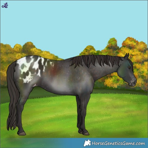 Horse Color:Liver Chestnut Blanket