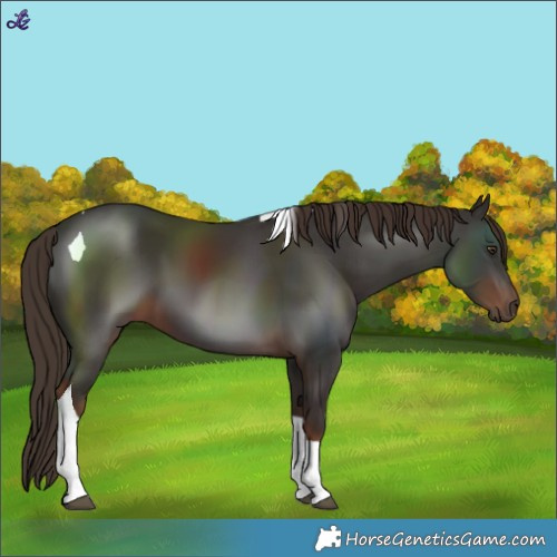 Horse Color:Liver Chestnut Tobiano 
