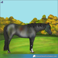 Horse Color:Liver Chestnut Rabicano 