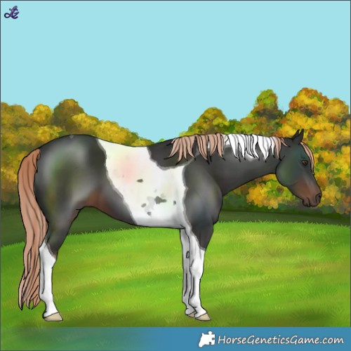 Horse Color:Liver Chestnut Tobiano 