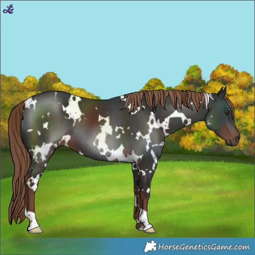 Horse Color:White Spotted Liver Chestnut 