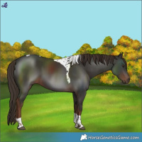 Horse Color:Liver Chestnut Tobiano 