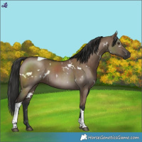 Horse Color:White Spotted Liver Red Dun Tobiano Rabicano