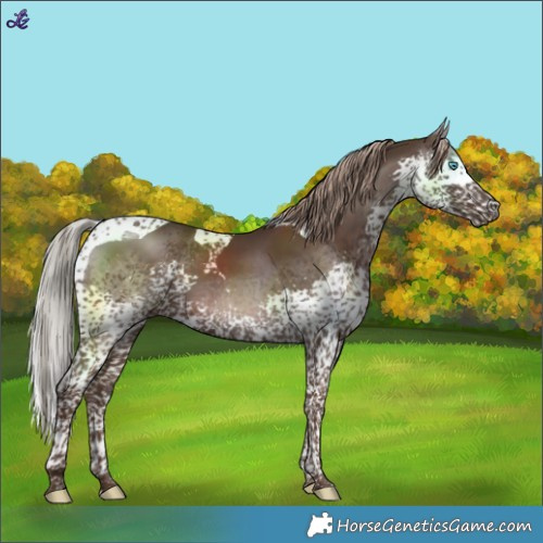 Horse Color:Liver Chestnut Splash Tobiano 
