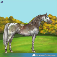Horse Color:Liver Chestnut Splash Tobiano 