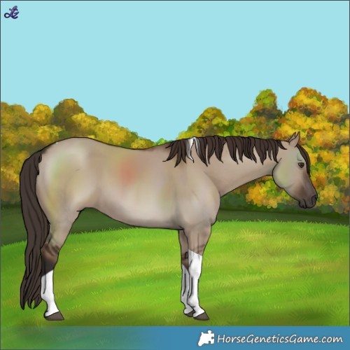 Horse Color:Liver Red Dun Tobiano 