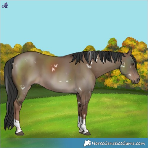 Horse Color:White Spotted Liver Red Dun Tobiano 