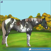 Horse Color:White Spotted Liver Chestnut Tobiano 