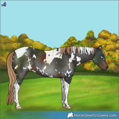 Horse Color:White Spotted Liver Chestnut Tobiano 