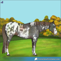 Horse Color:White Spotted Liver Chestnut Sabino Blanket Rabicano