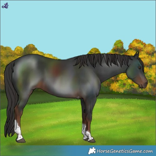 Horse Color:Liver Chestnut Tobiano 