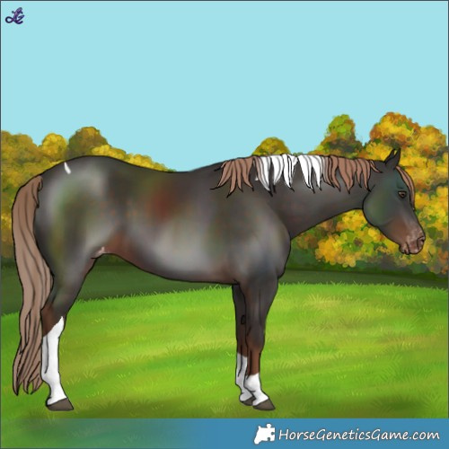Horse Color:Liver Chestnut Tobiano Varnish 
