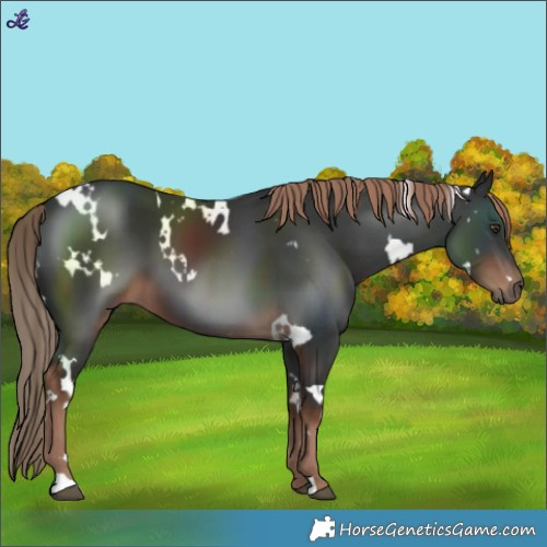 Horse Color:White Spotted Liver Chestnut 
