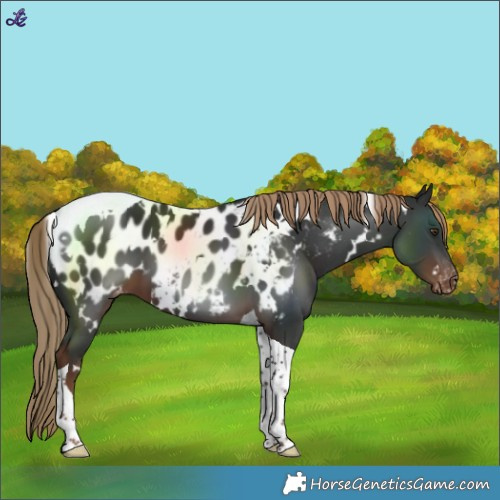 Horse Color:White Spotted Liver Chestnut Tobiano Near Leopard 