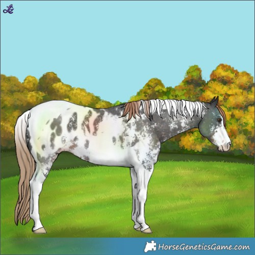 Horse Color:Liver Chestnut Sabino Tobiano Near Leopard 