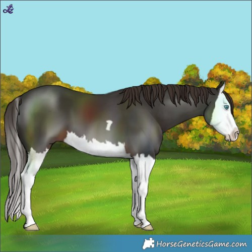 Horse Color:Liver Chestnut Splash 