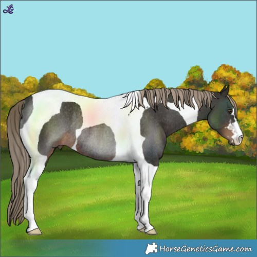 Horse Color:Liver Chestnut Tobiano Rabicano 