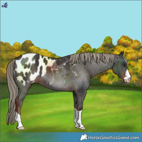 Horse Color:Liver Chestnut Blanket 