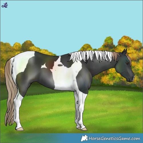 Horse Color:Liver Chestnut Tobiano 