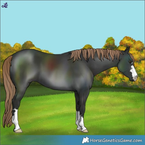 Horse Color:Liver Chestnut 