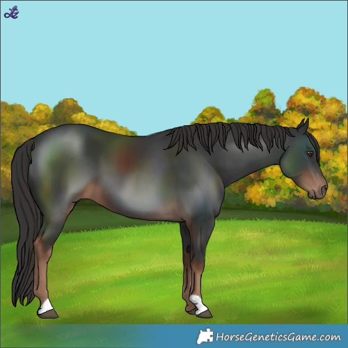 Horse Color:Liver Chestnut