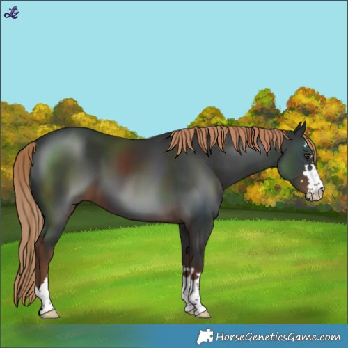Horse Color:Liver Chestnut 