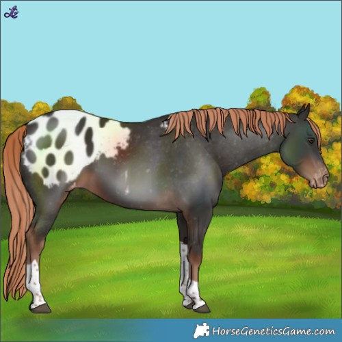 Horse Color:Liver Chestnut Tobiano Blanket