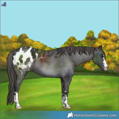 Horse Color:Liver Chestnut Blanket 