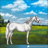 Horse Color:Silver Amber Champagne Pearl Dun Tobiano Appaloosa Rabicano  and Silver Amber Champagne Pearl Dun Tobiano Appaloosa Rabicano 