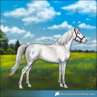 Horse Color:Silver Amber Champagne Pearl Dun Tobiano Appaloosa Rabicano and Silver Amber Champagne Pearl Dun Tobiano Appaloosa Rabicano