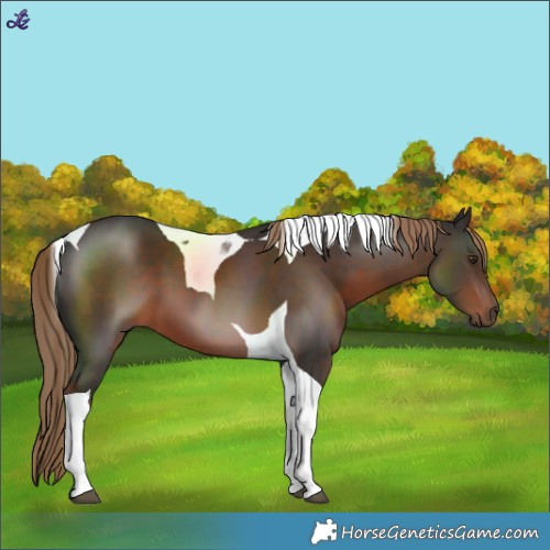 Horse Color:Liver Chestnut Tobiano 