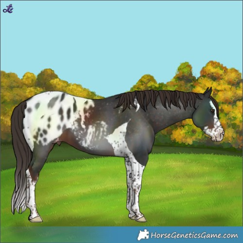 Horse Color:Liver Chestnut Splash Tobiano Blanket 