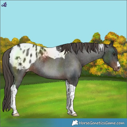 Horse Color:Liver Chestnut Tobiano Blanket Rabicano 