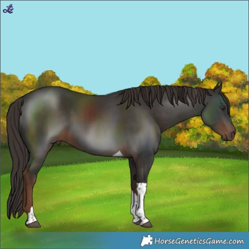 Horse Color:Liver Chestnut Tobiano 