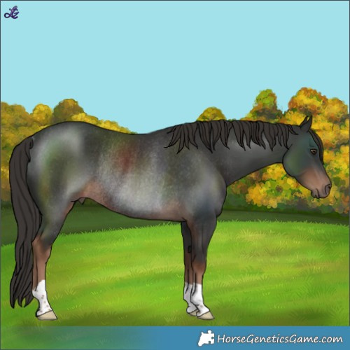 Horse Color:Liver Chestnut Rabicano 