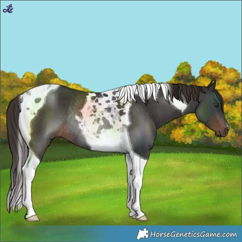 Horse Color:Liver Chestnut Tobiano Rabicano 