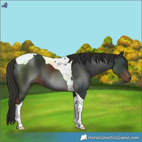 Horse Color:Liver Chestnut Tobiano 