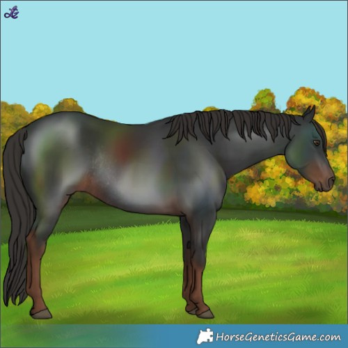 Horse Color:Liver Chestnut Rabicano 