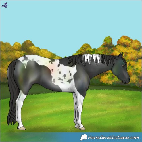 Horse Color:Liver Chestnut Tobiano 
