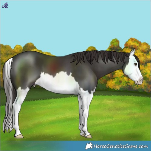 Horse Color:Liver Chestnut Splash 