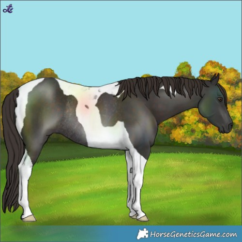 Horse Color:Liver Chestnut Tobiano Rabicano 