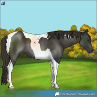 Horse Color:Liver Chestnut Tobiano Rabicano 