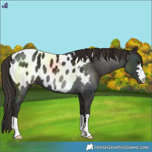 Horse Color:Liver Chestnut Blanket 