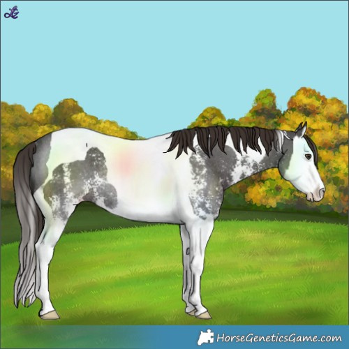 Horse Color:Liver Chestnut Sabino Splash Tobiano Rabicano 