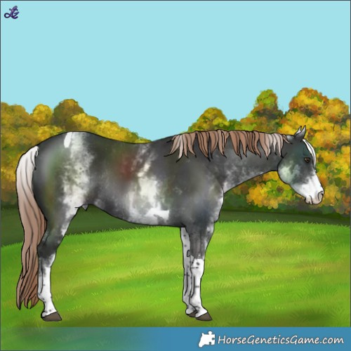 Horse Color:White Spotted Liver Chestnut Tobiano Rabicano 