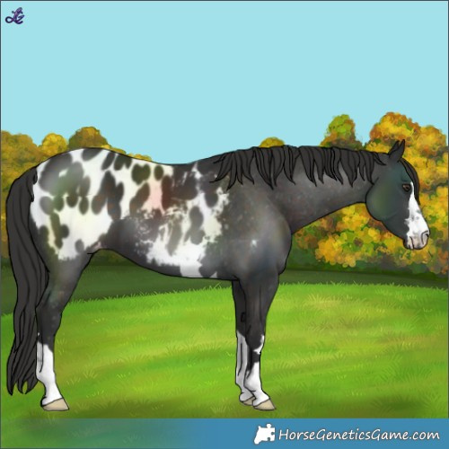 Horse Color:Liver Chestnut Blanket 