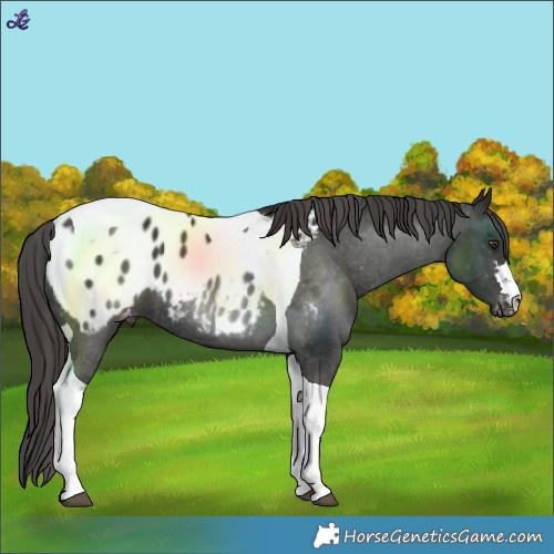 Horse Color:Liver Chestnut Tobiano Blanket 